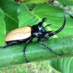最強はどの種か!?子どもが選ぶ!カブトムシランキング【ベスト5】