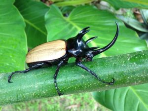 最強はどの種か 子どもが選ぶ カブトムシランキング ベスト５